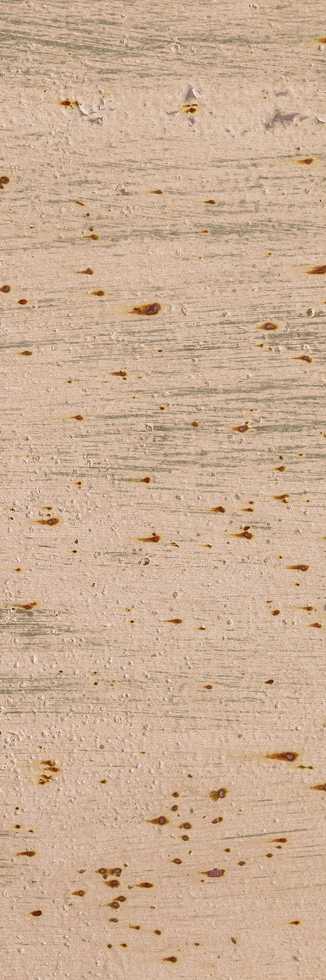 Birch Bark