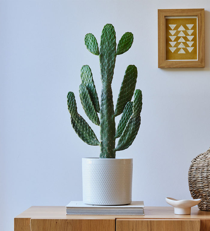 Cowboy Cactus & Pot