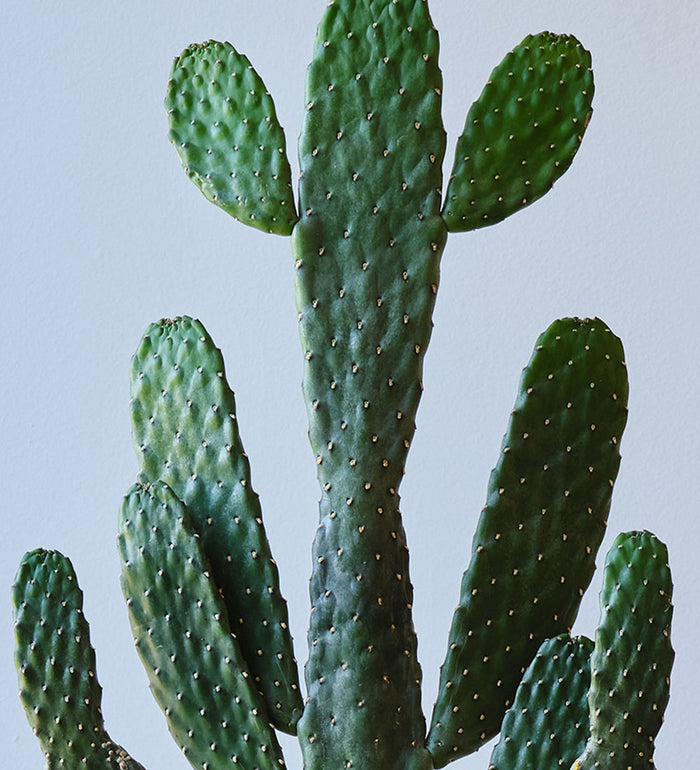 Cowboy Cactus & Pot