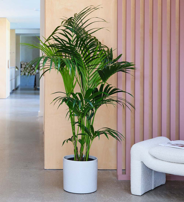 Kentia Palm & Pot