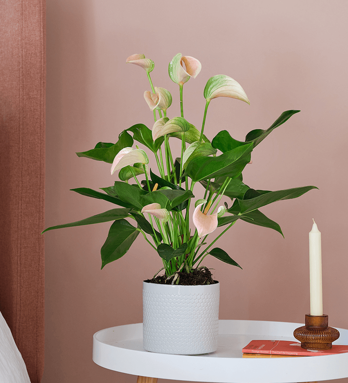 Peach Anthurium & Pot