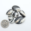 White Buffalo stone cabochons, white stone with black matrix, polished stones on a white background, with a US dime for scale